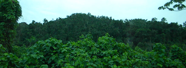 Jungle to ATM