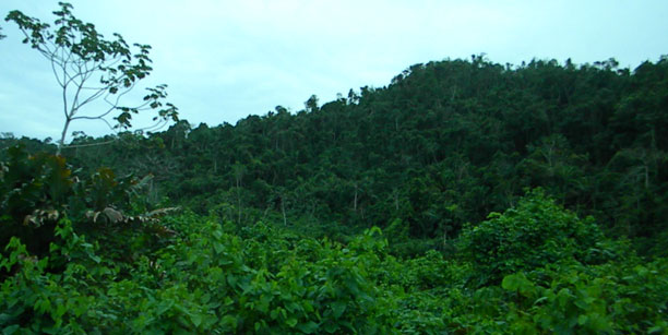 Jungle to ATM