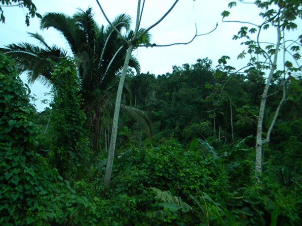 Jungle to ATM