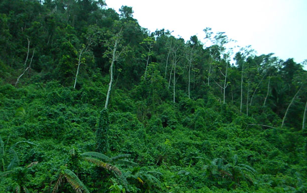 Jungle to ATM