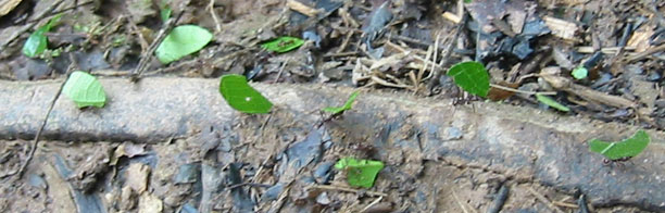 Leaf cutter ants