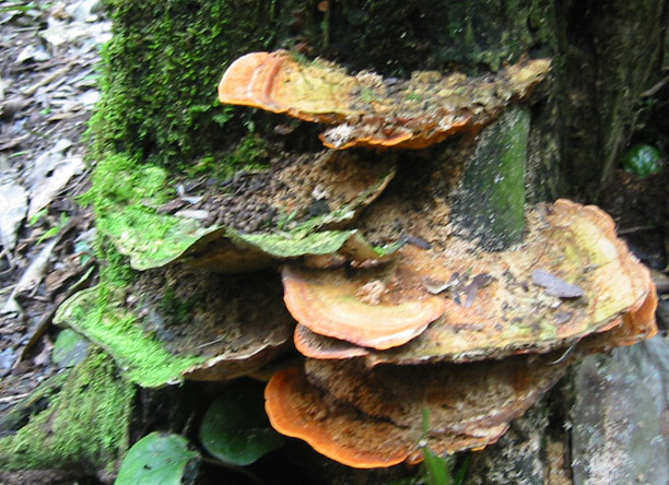 Mushrooms at staging area