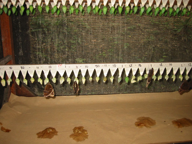 Buterfly eggs