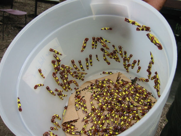 larva early
