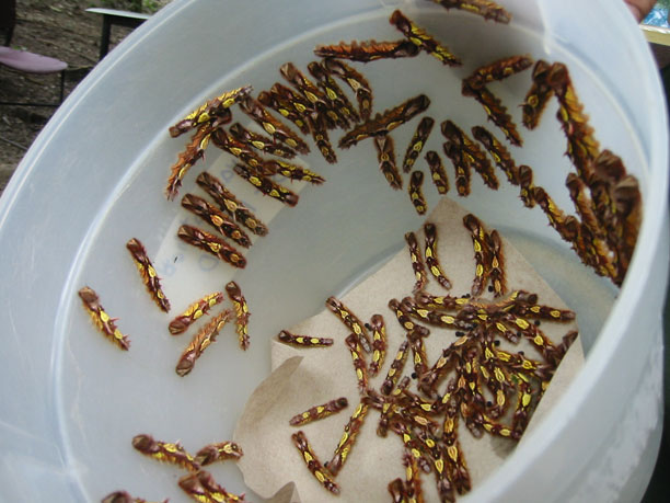 Older larva
