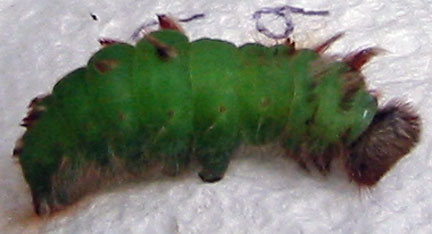 Green larva