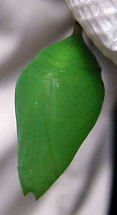 Cocoon