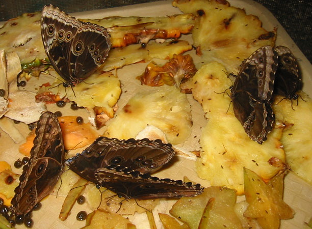 Feeding buterflies
