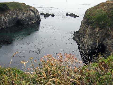 Foreground flowers